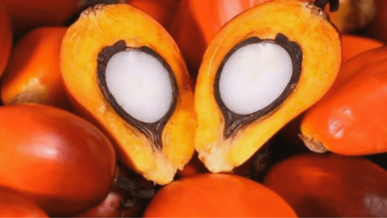 Raw palm kernel shells, the feedstock used to produce PKS biochar
