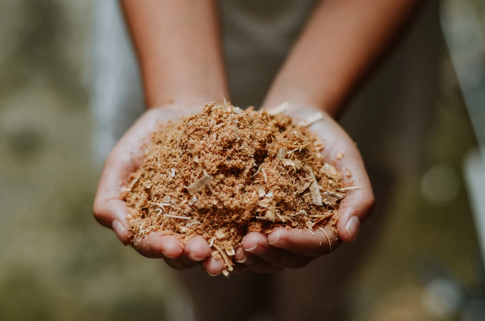 Hands holding a pile of sawdust and wood shavings, a common biomass residue that can be processed through pyrolysis