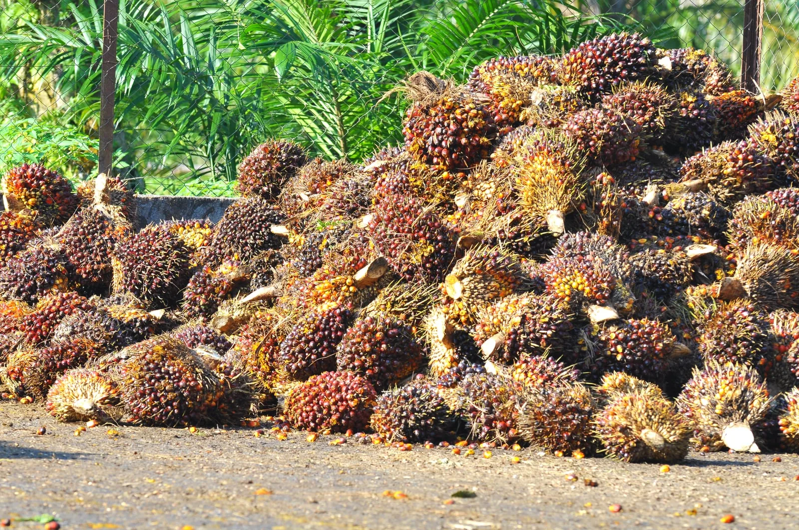 Harvested oil palm fresh fruit bunches piled at a plantation collection point