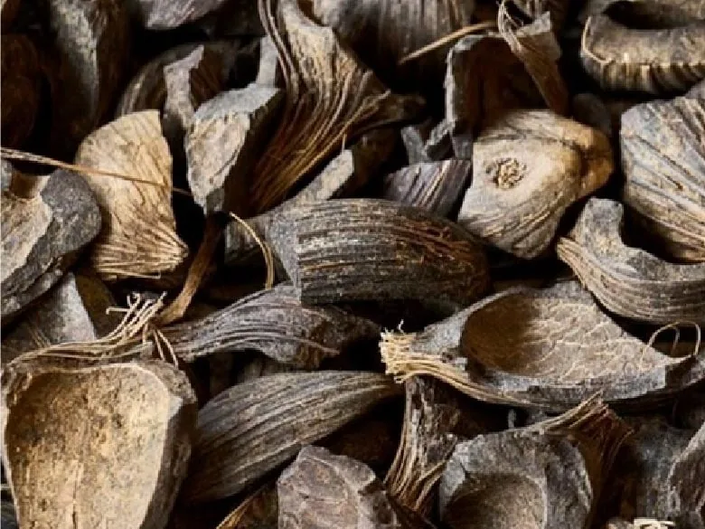 Pile of dark brown palm kernel shells, the hard shell fragments left after palm kernel processing