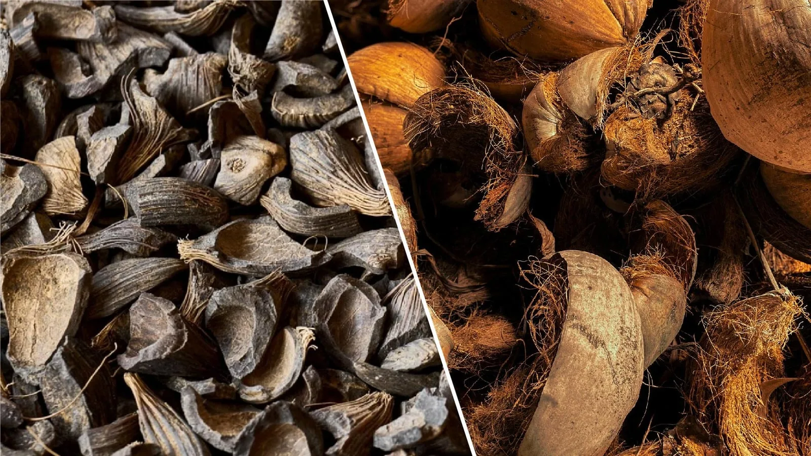 Palm kernel shells on the left and coconut shells with husk fibre on the right, two dense shell feedstocks for pyrolysis