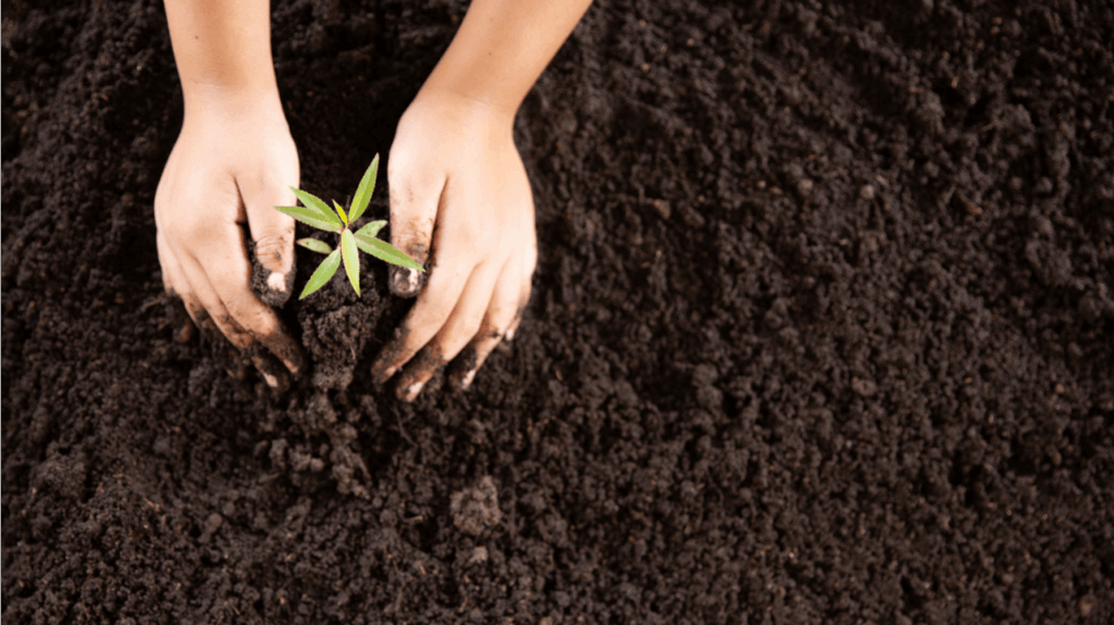 Biochar boosting soil fertility and crop yields through improved nutrient retention and soil health.